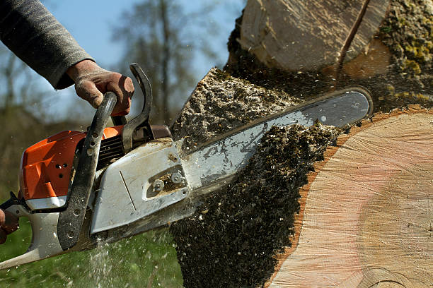 How Our Tree Care Process Works  in Mcgregor, TX